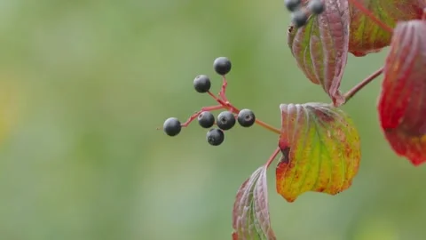 Cornus wobbles in the wind, branch of cornus Stock Footage 286729716