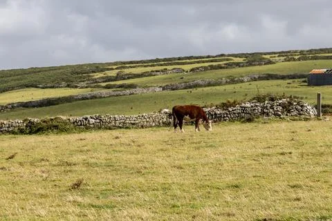 Cornwall with a cow grazing on a cloudy summer's day Stock Photos