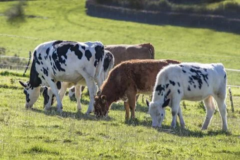 Cornwall grazing cattle Stock Photos