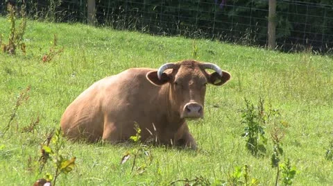 Cornwall, Great Britain 動画素材 21790525