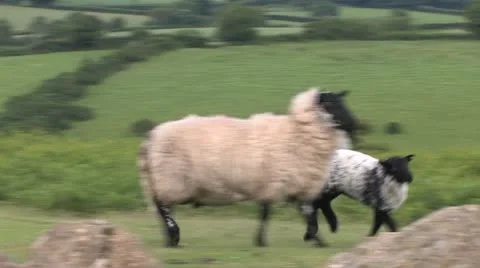 Cornwall, Great Britain Vídeos de archivo 21790722