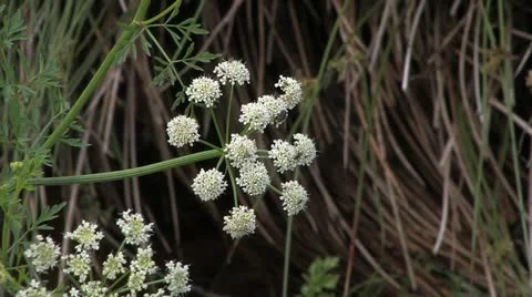 Cornwall, Great Britain Видео 21791114