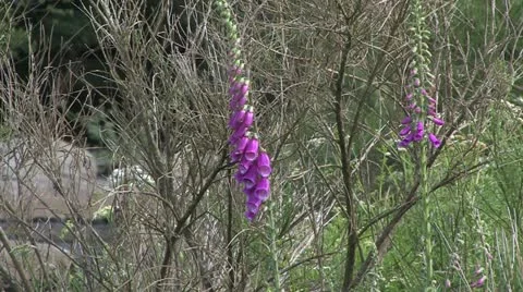 Cornwall, Great Britain Видео 21791145