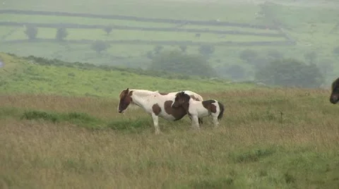 Cornwall, Great Britain Stockbeeldmateriaal 21792200