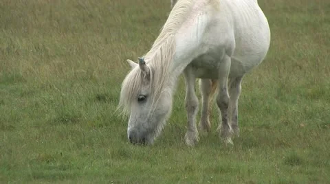 Cornwall, Great Britain Video stock 21792259