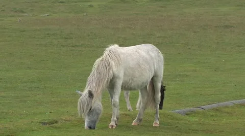 Cornwall, Great Britain Stock-Footage 21792365