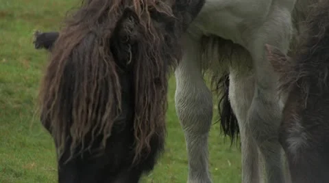 Cornwall, Great Britain Видео 21792610