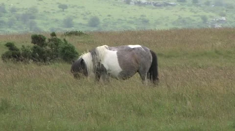 Cornwall, Great Britain 動画素材 21793119