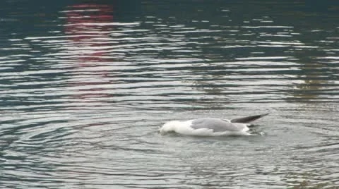 Cornwall, Great Britain Stockbeeldmateriaal 21796223