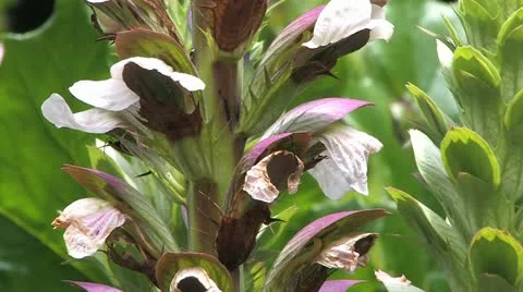 Cornwall, Great Britain Vídeos de archivo 21796903