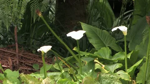 Cornwall, Great Britain Video stock 21797005