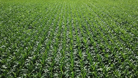 Corny view Stock Footage 94315945