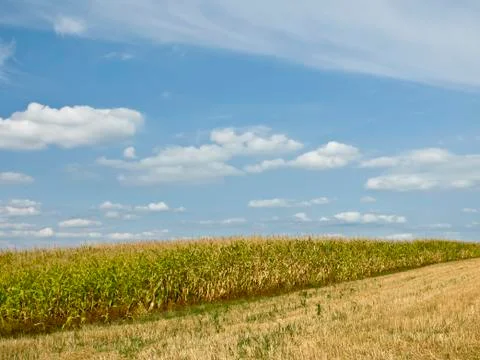 Corn,zea mays Stock Photos