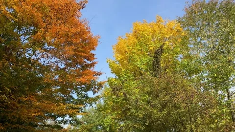 Coroful Autumn Trees Stock Footage 320831229