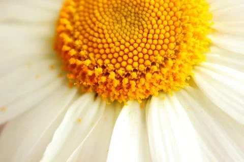 The Corolla of the flower of Chamomile Stock Photos