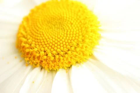 The Corolla of the flower Fotos de archivo