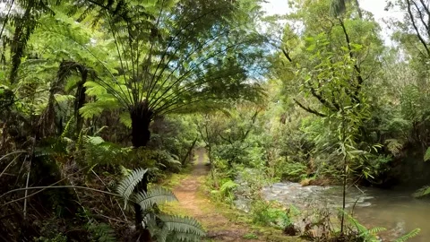 Coromandel Forest Park with a serene river winding through a vibrant Lush N.. Stock-Footage 284882712