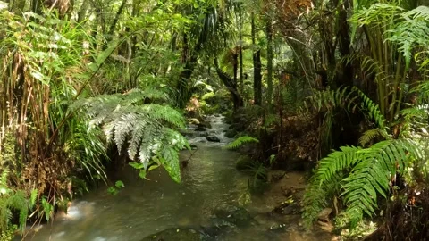 Coromandel Forest Park with a serene river winding through a vibrant Lush N.. Stock Footage 284882892