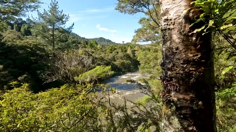 Coromandel Forest Park with a serene river winding through a vibrant Lush N.. Stock Footage 284882929