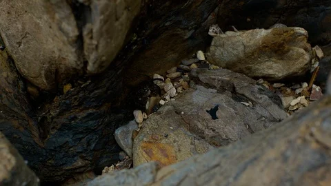 Corona del mar crab 4 Video stock 109173473