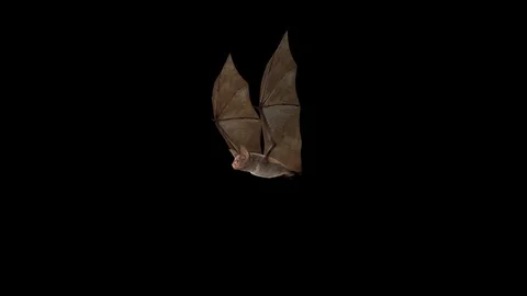 Corona Virus Bat Flying Alpha matte 4K 库存影片 124660293