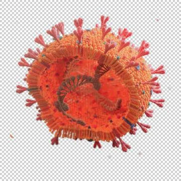 Corona Virus Stock Illustration