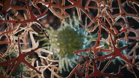 Corona Virus Infection Inside A Field Of Tissues at Macro Scale - 3D Rendering Stock Footage