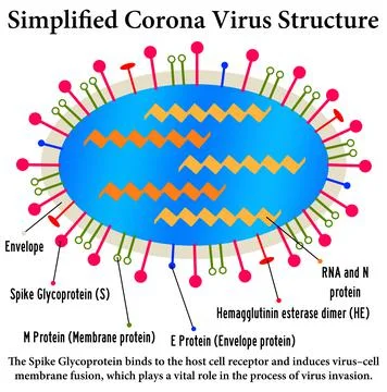 Corona virus structure Stock Illustration