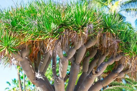 Coronado Dragon Tree Stock Photos