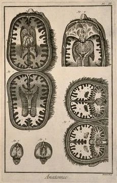 Coronal and sagittal sections of the brain, after Tarin. Engraving by Benar.. Stock Illustration