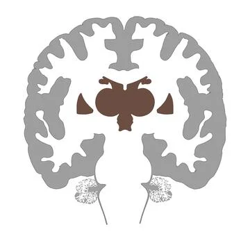 Coronal Section of the Human Brain (Simplified Anatomy) Stock Illustration