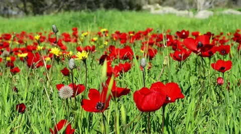 Coronaria and dandelions Stock Footage 21328489