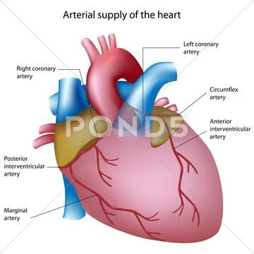 Coronary arteries Stock Illustration ~ Graphic #12315100