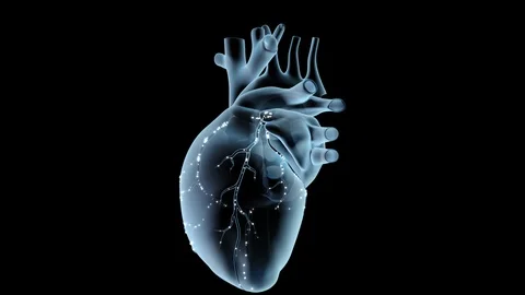 Coronary Blood Flow Stock-Footage 122530222