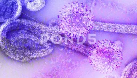 Coronavirus - 3d rendered illustration in color (4) Stock Illustration