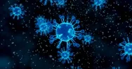Coronavirus Cells. Animation Group Of Viruses That Cause Respiratory Infections Stock Footage
