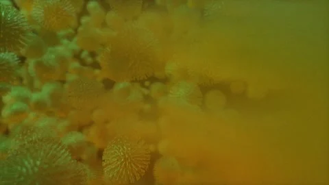 Coronavirus Or Bacteria Background 4k Stock Footage 145497975