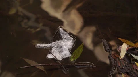 Coronavirus outbreak - garbage, disposable masks in water, river, lake Stock Footage 142455054