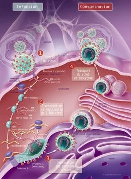  Coronavirus replication Coronavirus replication, CoVid-19, SARS-Cov2. Thi... Stock Photos