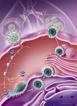  Coronavirus replication Coronavirus replication, CoVid-19, SARS-Cov2. Thi... Stock Photos