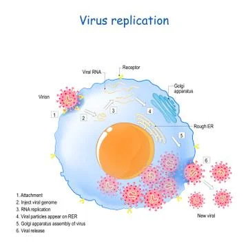 Coronavirus replication. life cycle of RNA viruses. Illustrazione stock