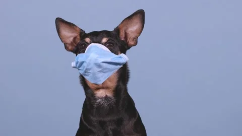 Coronavirus Small Black And Tan Dog Wearing a Medical Face Mask. Stock Footage 131314068
