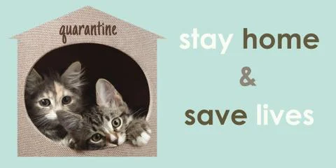 Coronavirus spread prevention concept. Two kittens peeking out of their house Stock Photos