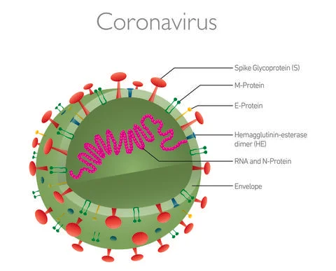 Coronavirus structure Stock Illustration
