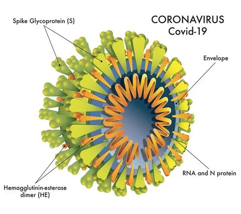 Coronavirus structure Stock Illustration
