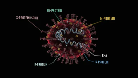 Coronavirus structure, labeled, loop Stock Footage 134318054
