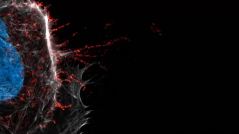 Coronavirus under a microscope Stock Footage 161741940