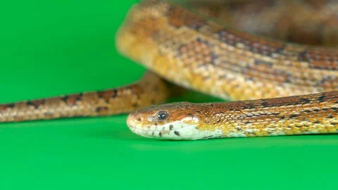 Coronella brown snake crawling on green screen at studio. Close up. Slow motion Stock Footage 129092975