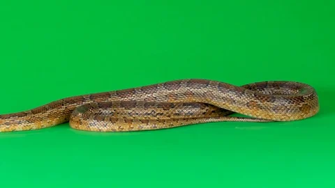 Coronella brown snake crawling on green screen at studio. Close up. Slow motion Stock Footage 129093330