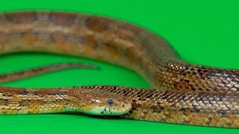Coronella brown snake crawling on green screen at studio. Close up. Slow motion Stock Footage 129093534
